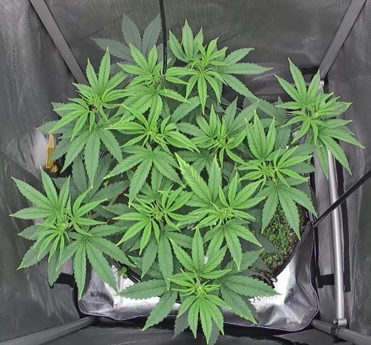 00seeds Gelato Mint - Couple of Plants. Week 6