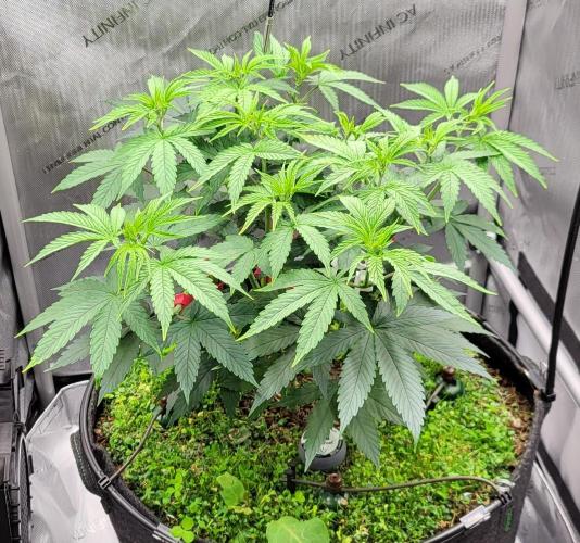 00seeds Gelato Mint - Couple of Plants. Week 6