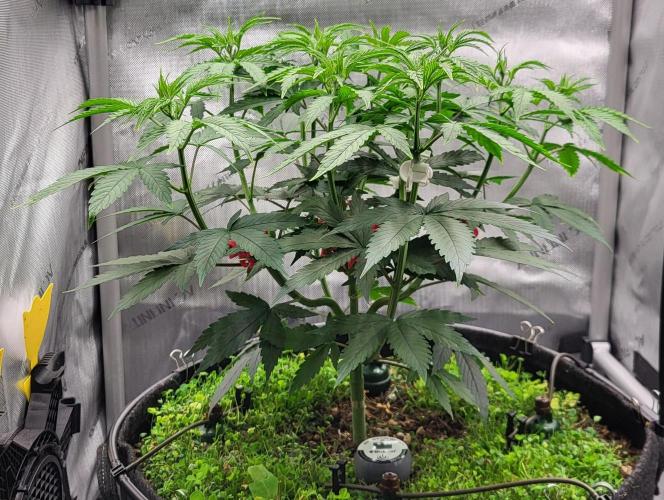 00seeds Gelato Mint - Couple of Plants. Week 6