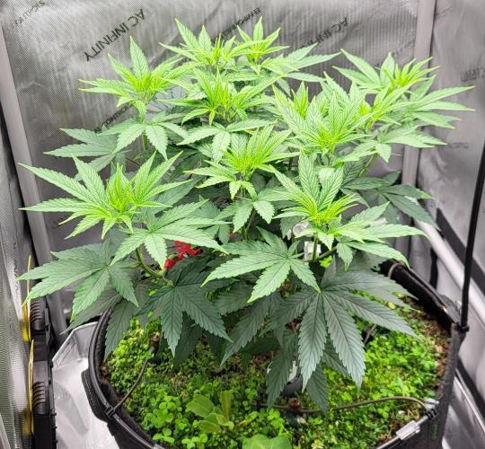 00seeds Gelato Mint - Couple of Plants. Week 6