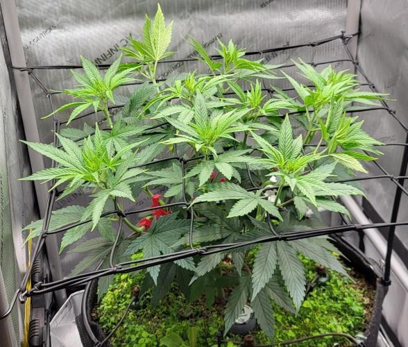 00seeds Gelato Mint - Couple of Plants. Week 6