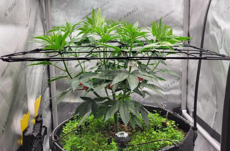 00seeds Gelato Mint - Couple of Plants. Week 6