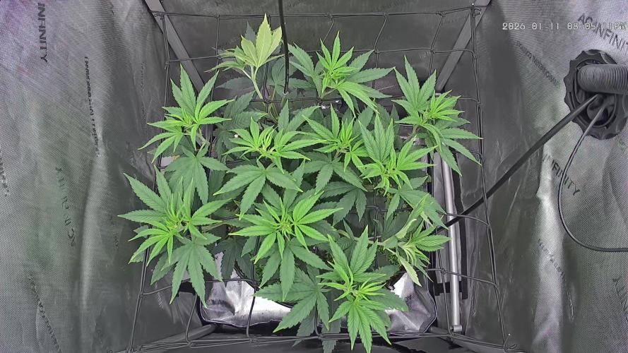 00seeds Gelato Mint - Couple of Plants. Week 6