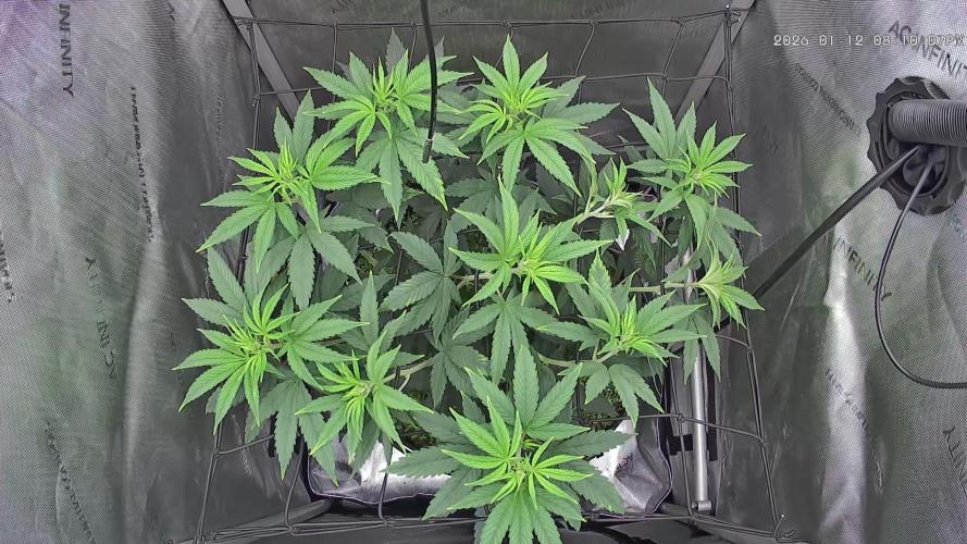 00seeds Gelato Mint - Couple of Plants. Week 6