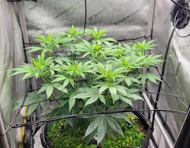 00seeds Gelato Mint - Couple of Plants. Week 6