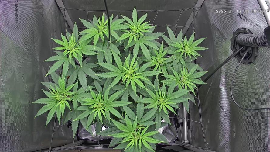 00seeds Gelato Mint - Couple of Plants. Week 6