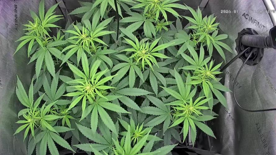 00seeds Gelato Mint - Couple of Plants