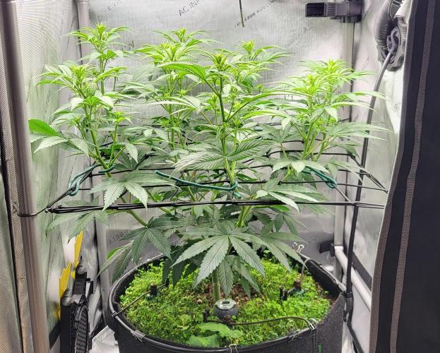 00seeds Gelato Mint - Couple of Plants. Week 7