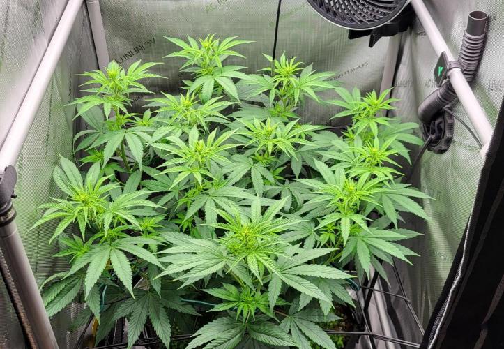 00seeds Gelato Mint - Couple of Plants. Week 7