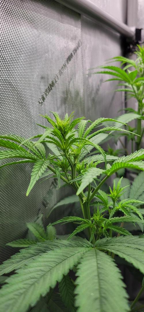 00seeds Gelato Mint - Couple of Plants. Week 7