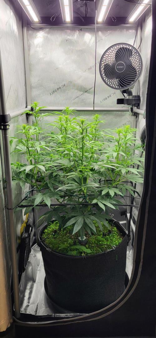 00seeds Gelato Mint - Couple of Plants. Week 7