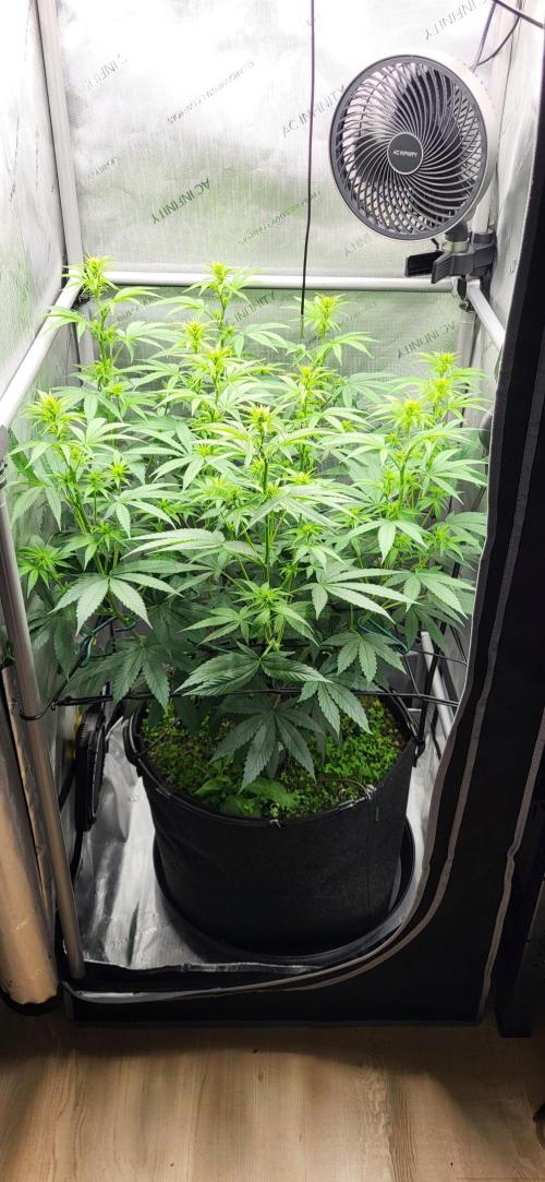 00seeds Gelato Mint - Couple of Plants. Week 7