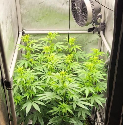 00seeds Gelato Mint - Couple of Plants. Week 7