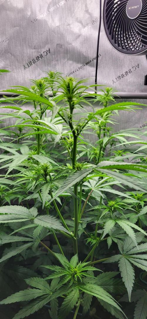 00seeds Gelato Mint - Couple of Plants. Week 7