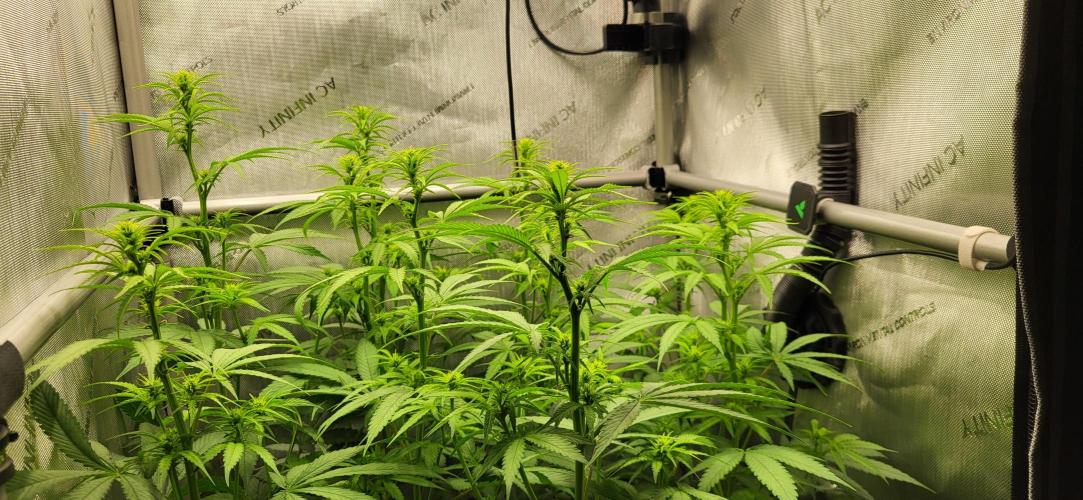 00seeds Gelato Mint - Couple of Plants. Week 7
