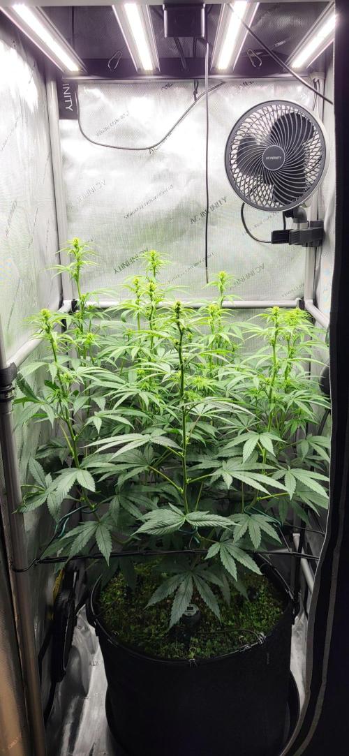 00seeds Gelato Mint - Couple of Plants. Week 7