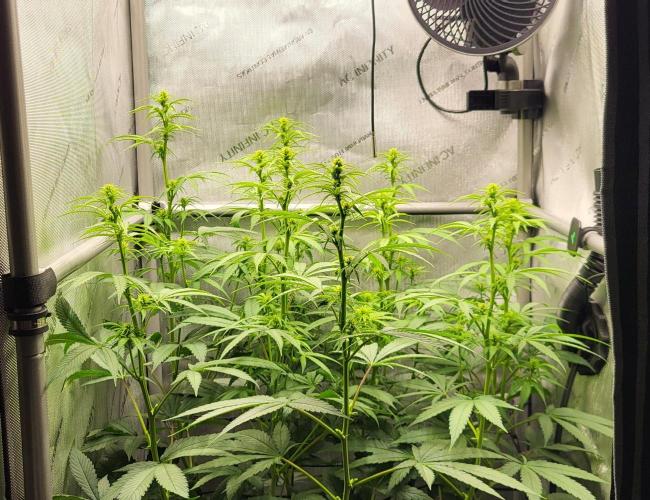 00seeds Gelato Mint - Couple of Plants. Week 7