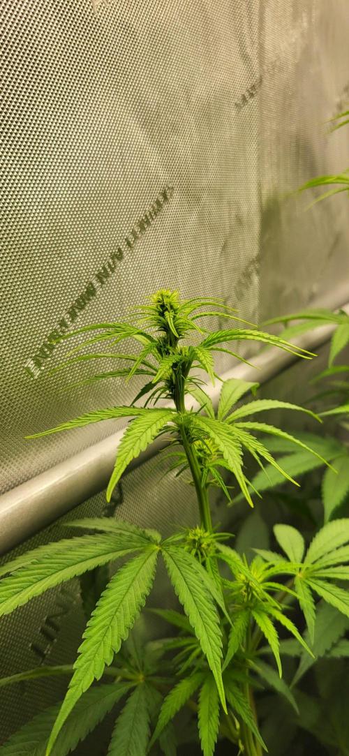 00seeds Gelato Mint - Couple of Plants. Week 7