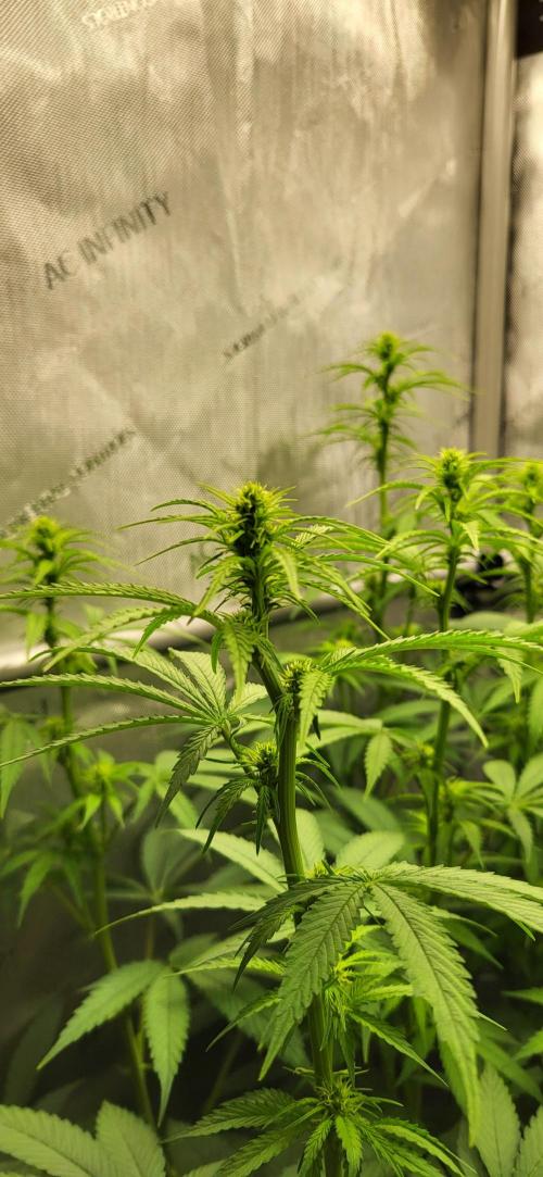 00seeds Gelato Mint - Couple of Plants. Week 7