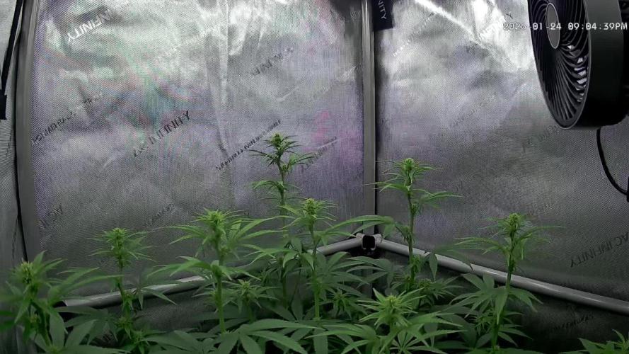 00seeds Gelato Mint - Couple of Plants