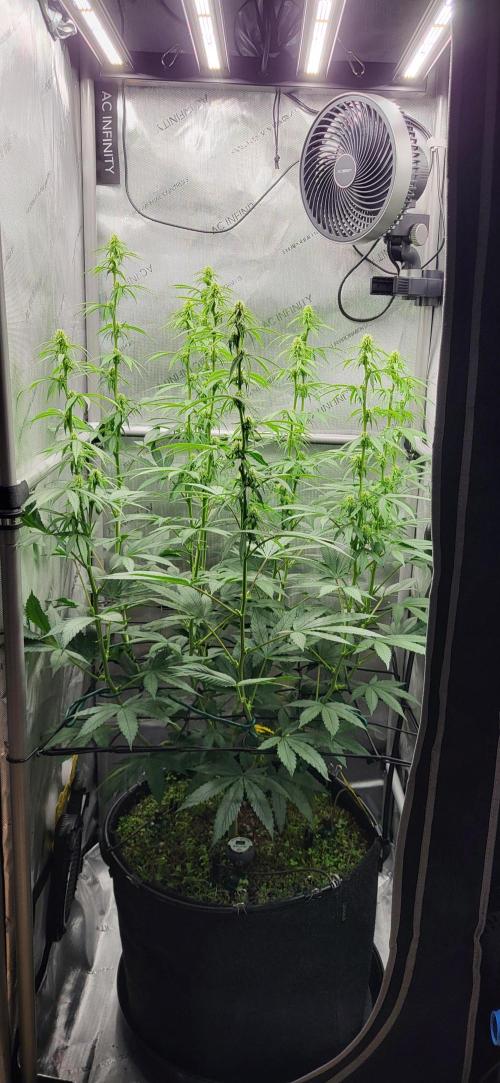 00seeds Gelato Mint - Couple of Plants. Week 8