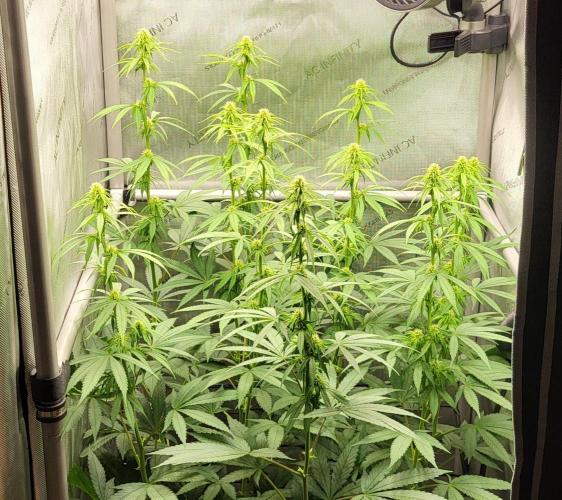 00seeds Gelato Mint - Couple of Plants. Week 8