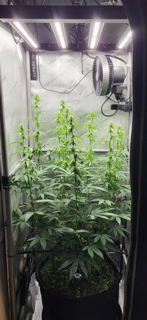 00seeds Gelato Mint - Couple of Plants. Week 8