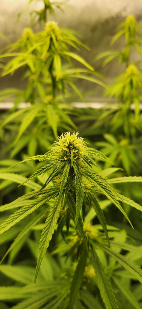 00seeds Gelato Mint - Couple of Plants. Week 8