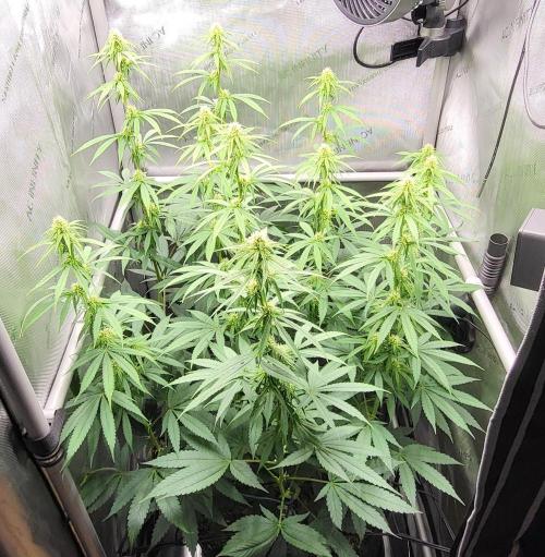 00seeds Gelato Mint - Couple of Plants. Week 8