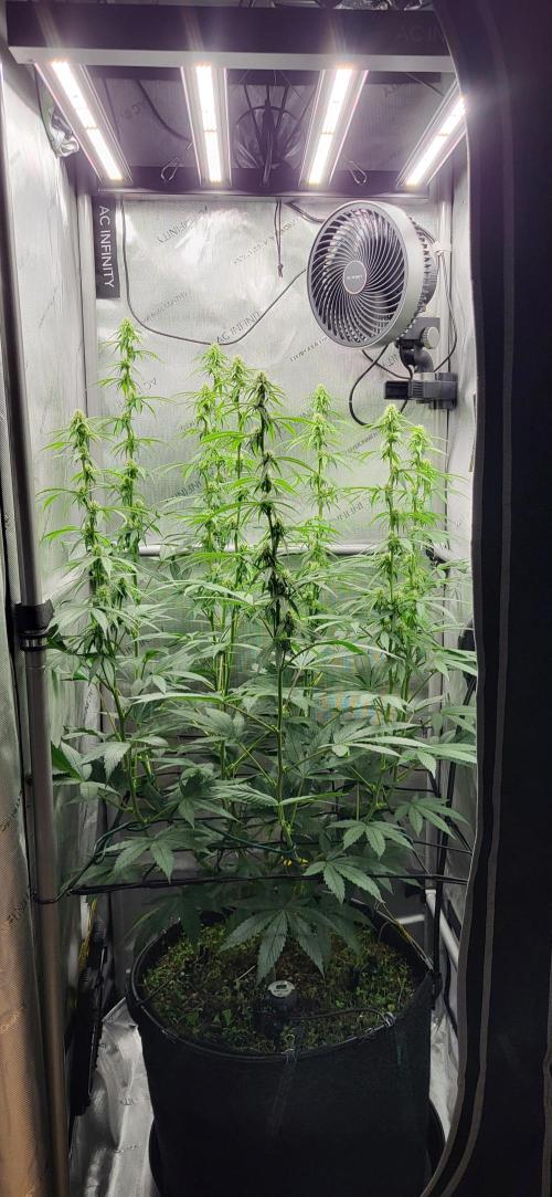 00seeds Gelato Mint - Couple of Plants. Week 8