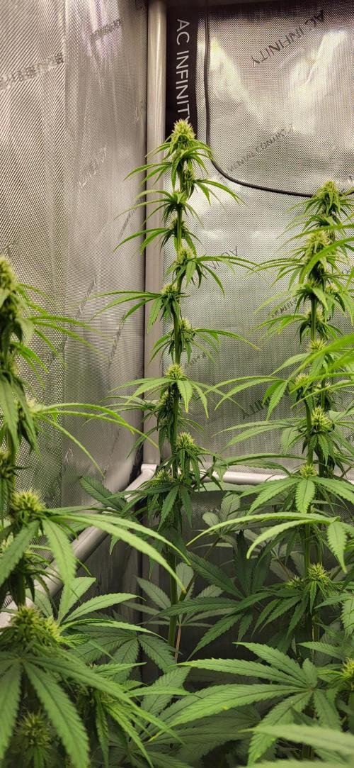00seeds Gelato Mint - Couple of Plants. Week 8