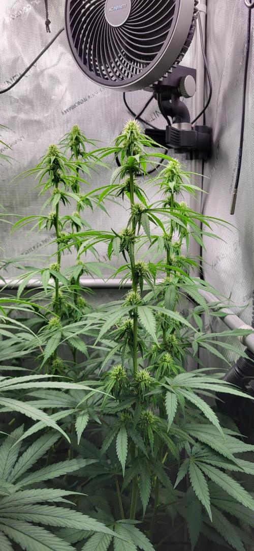 00seeds Gelato Mint - Couple of Plants. Week 8