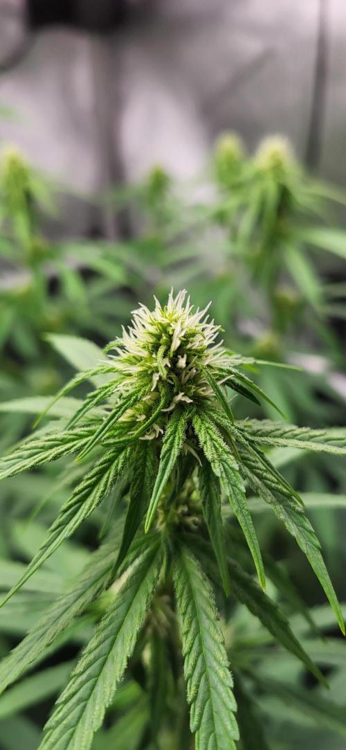 00seeds Gelato Mint - Couple of Plants. Week 8