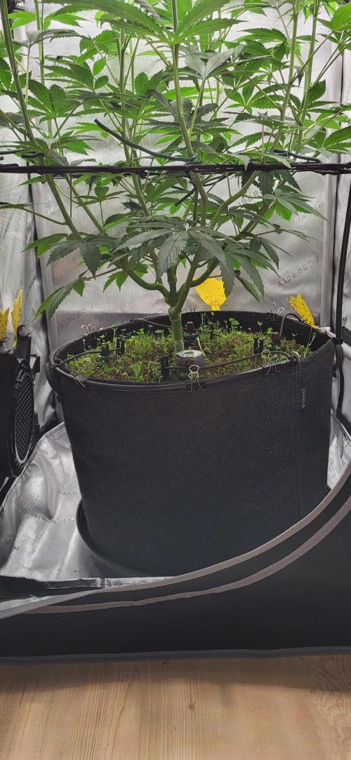 00seeds Gelato Mint - Couple of Plants. Week 8