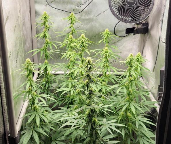 00seeds Gelato Mint - Couple of Plants. Week 8