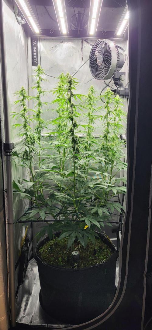 00seeds Gelato Mint - Couple of Plants. Week 8