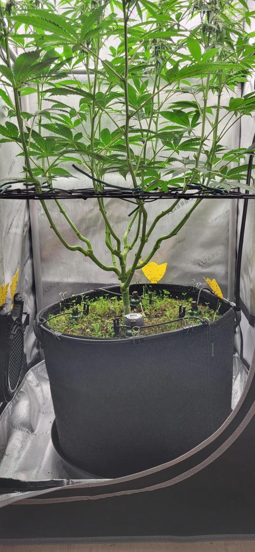 Gelato Mint. Week 8