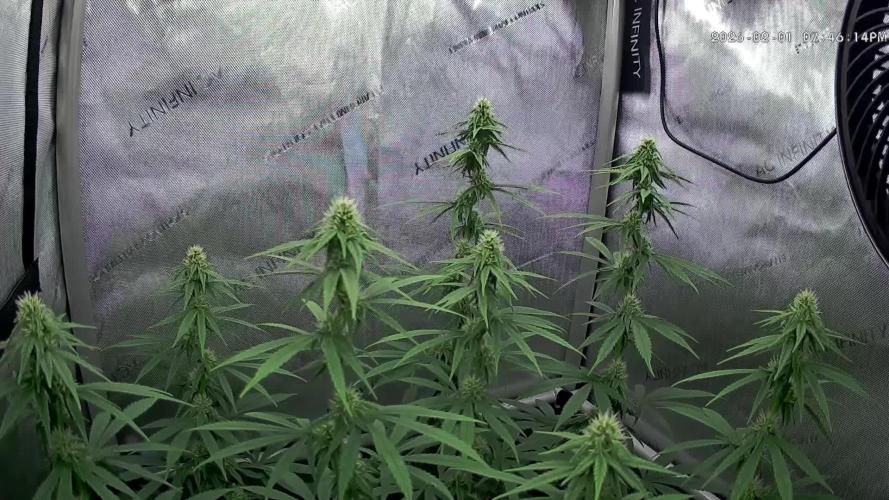00seeds Gelato Mint - Couple of Plants