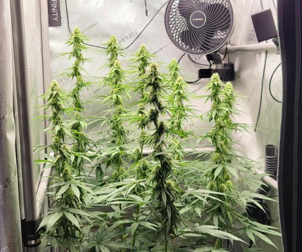 00seeds Gelato Mint - Couple of Plants. Week 9