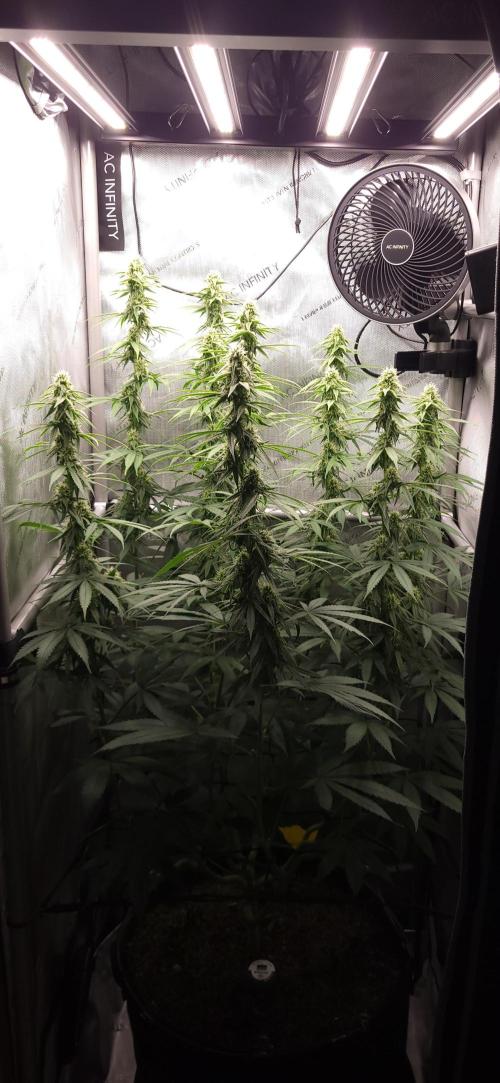 00seeds Gelato Mint - Couple of Plants. Week 9