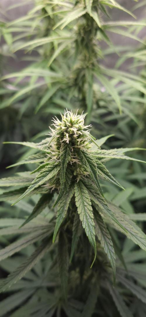 00seeds Gelato Mint - Couple of Plants. Week 9