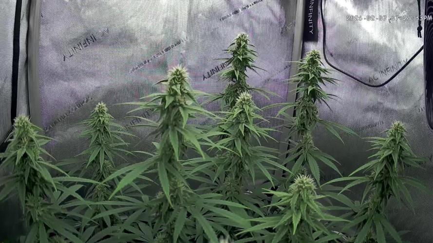 00seeds Gelato Mint - Couple of Plants
