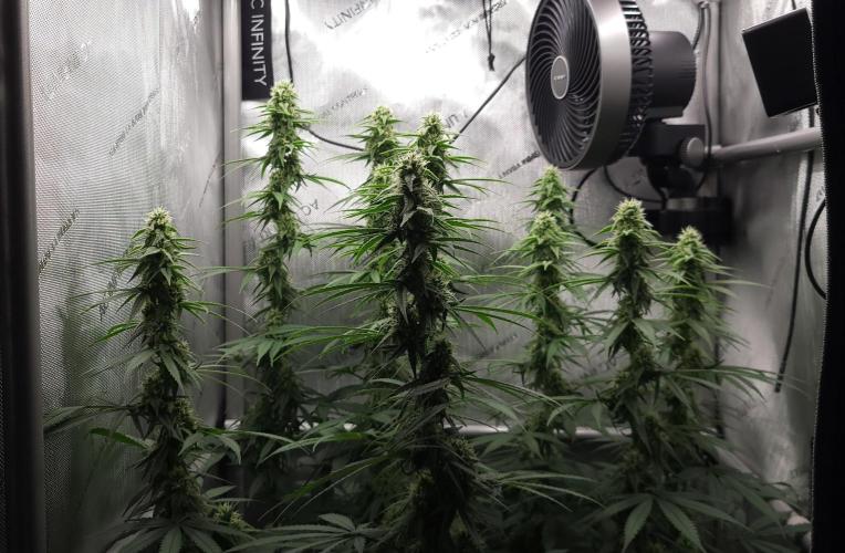 00seeds Gelato Mint - Couple of Plants. Week 10