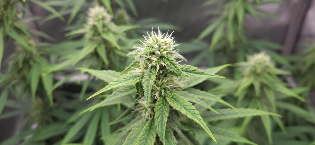 00seeds Gelato Mint - Couple of Plants. Week 10