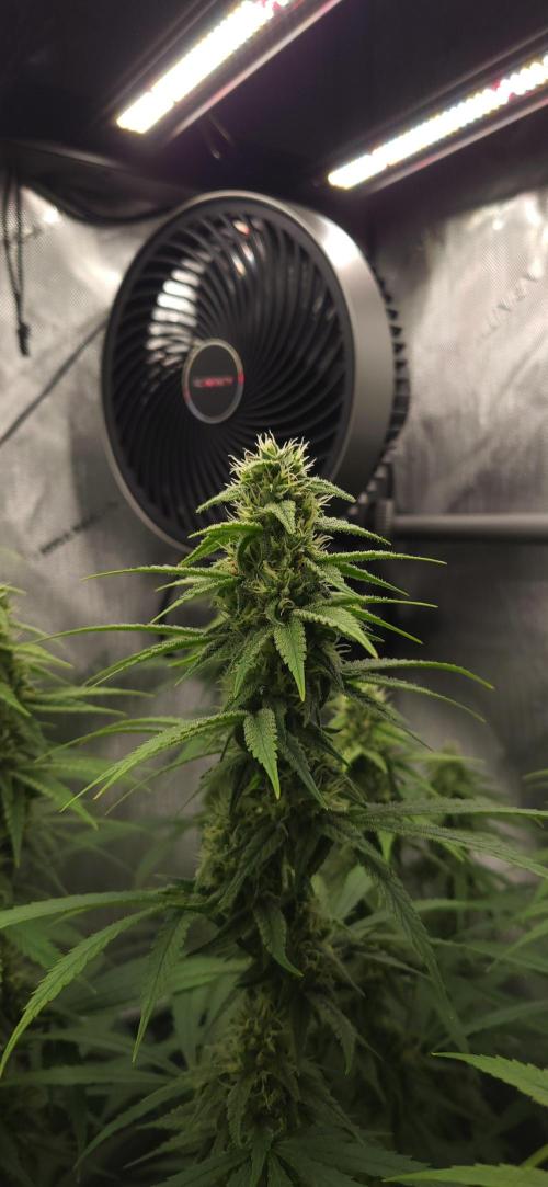 00seeds Gelato Mint - Couple of Plants. Week 10