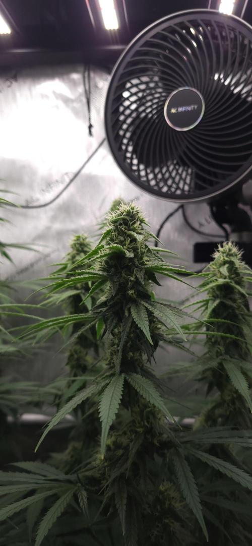 00seeds Gelato Mint - Couple of Plants. Week 10