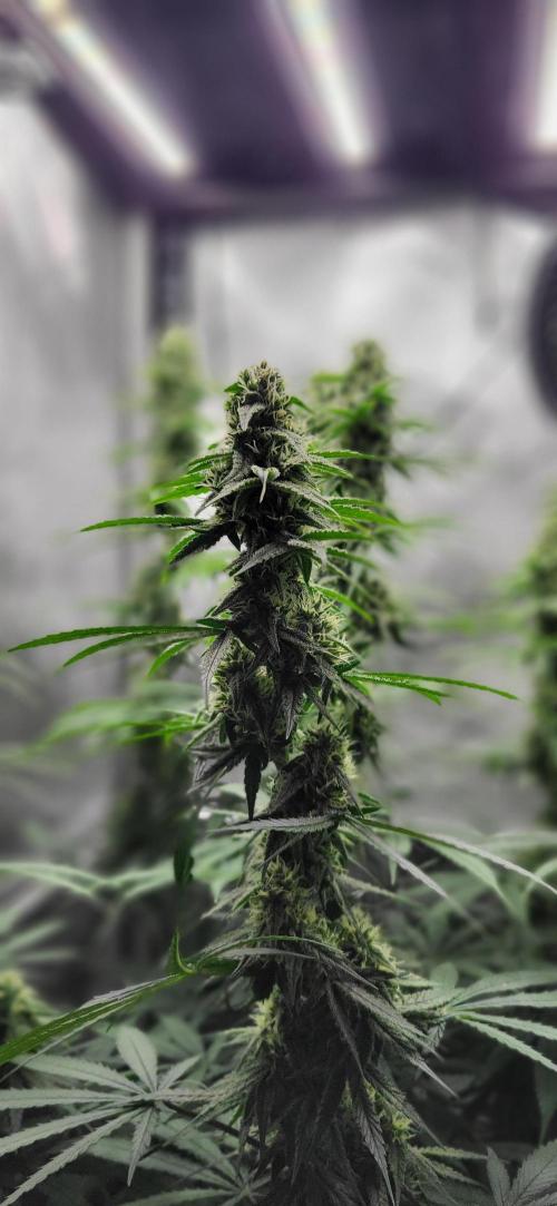 00seeds Gelato Mint - Couple of Plants. Week 10