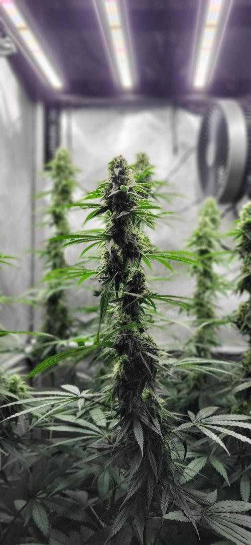00seeds Gelato Mint - Couple of Plants. Week 10