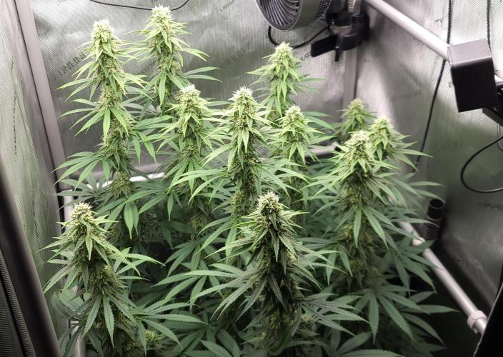 00seeds Gelato Mint - Couple of Plants. Week 10