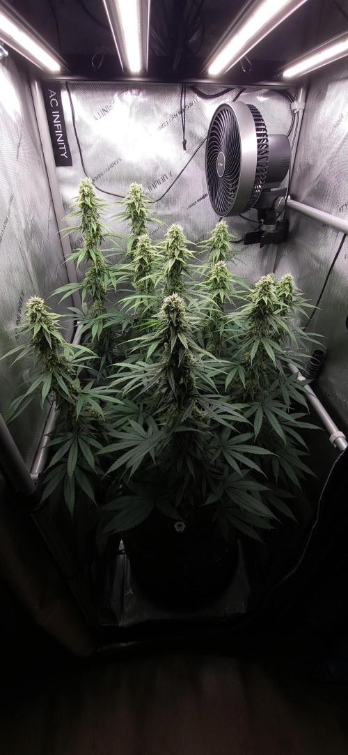 00seeds Gelato Mint - Couple of Plants. Week 10
